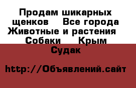 Продам шикарных щенков  - Все города Животные и растения » Собаки   . Крым,Судак